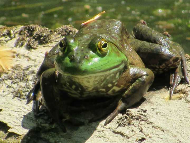 American Bullfrog